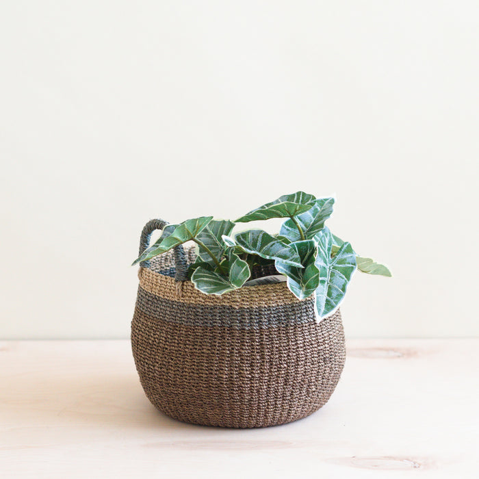 A small Alocasia plant with green, arrow-shaped leaves sits in the LIKHA Abaca Bulge Basket, an ethically made, handwoven vessel of Manila hemp, displayed on a light wooden surface against a neutral background.