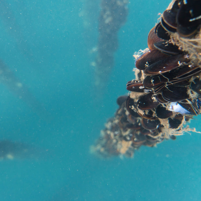 A close-up underwater view of a rope covered in responsibly sourced mussels—Mussels Spicy from Patagonia Provisions—clustered with marine growth against a blue-green, slightly murky water backdrop.