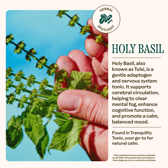 A hand holds a stem of Holy Basil with green leaves and flowers against a blue sky. Text highlights how Wooden Spoon Herbs Tranquility Tonic helps soothe the nervous system, supporting mental calm and cognitive function.